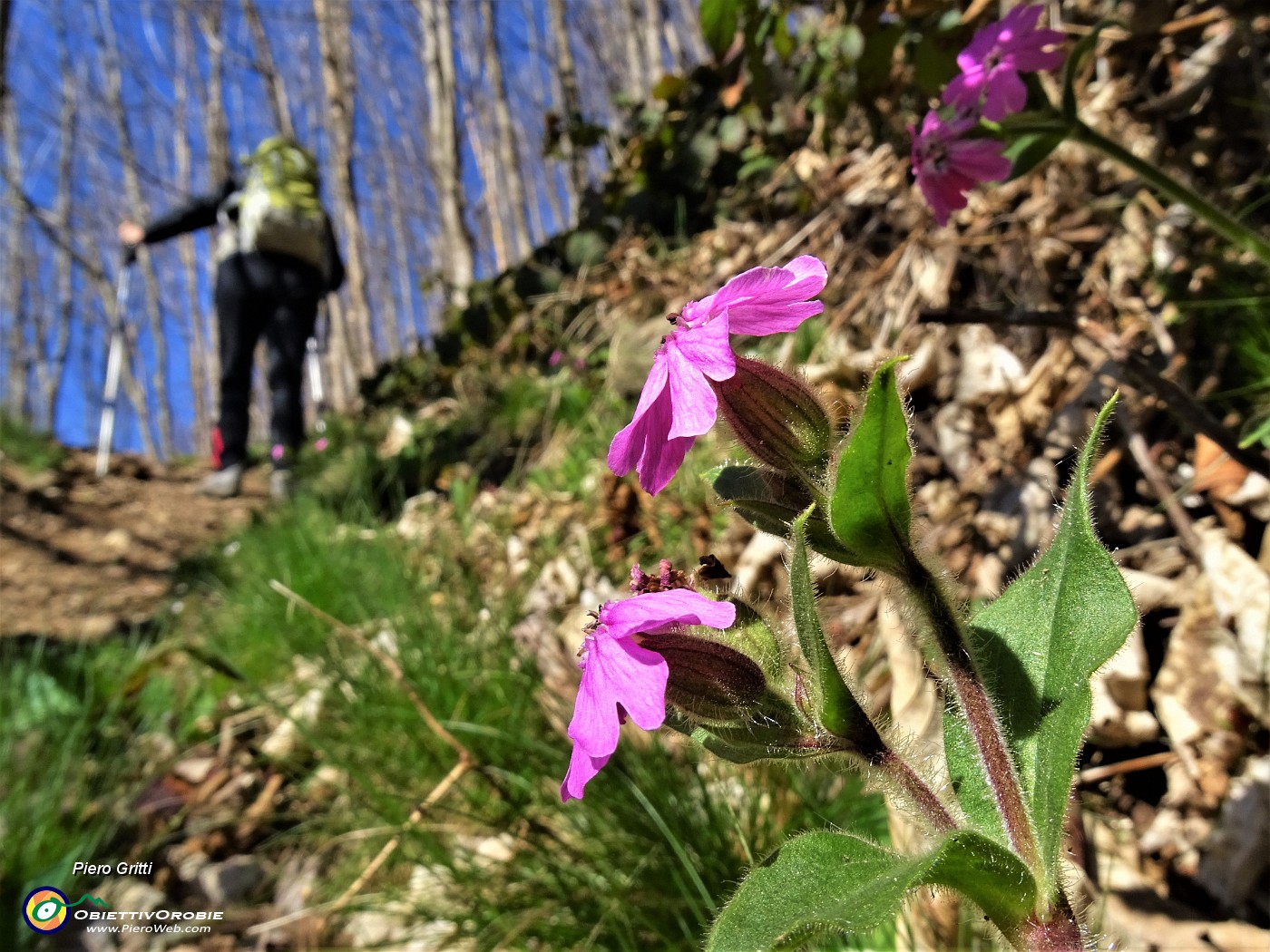 14 Nel bosco fiori di Silene .JPG